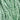 GA Silver Fern 0114