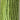GA Spring Grass 0180