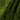 GA Green with Envy 0196