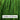 CCW Fields of Green