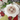 Primrose Cottage Garden Variety Ladybug PCS-215