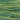 WDW Blue Spruce 1276