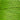 WDW Paris Green 2204a